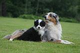 BERGER AUSTRALIEN - ADULT & PUPPY 107